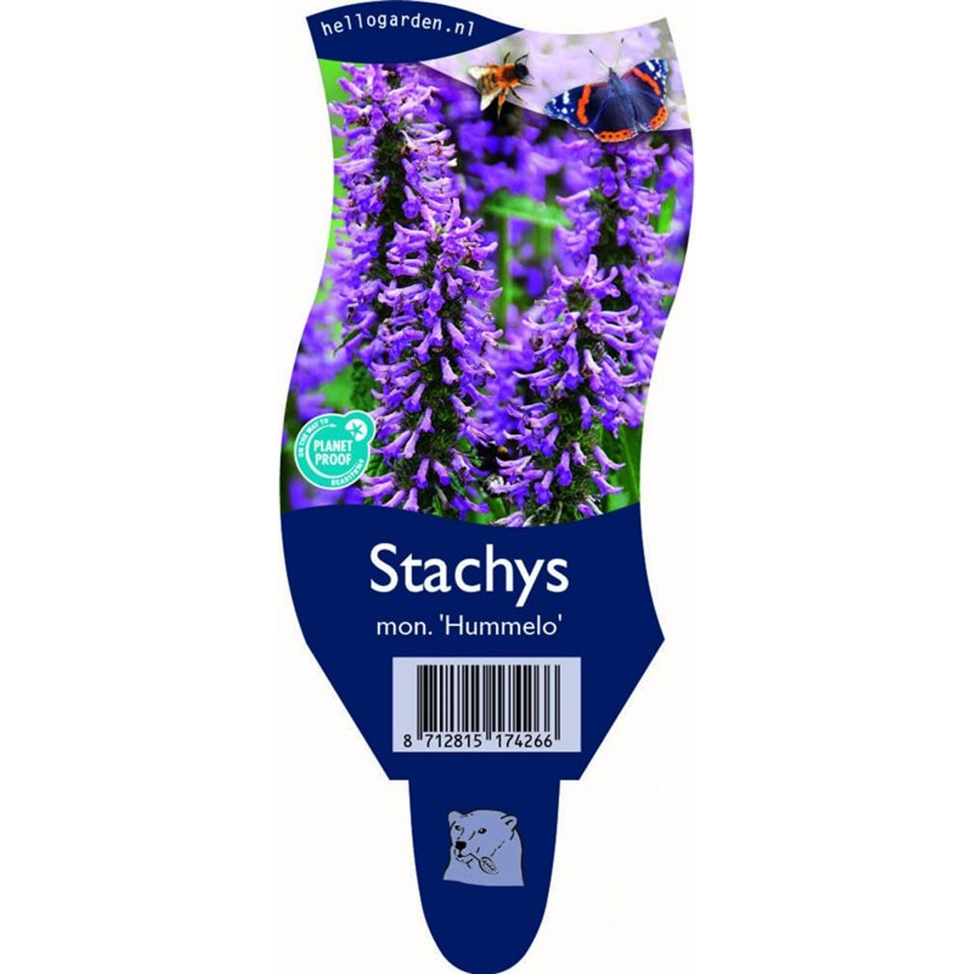 Stewartia – Stewartia monadelpha - P11