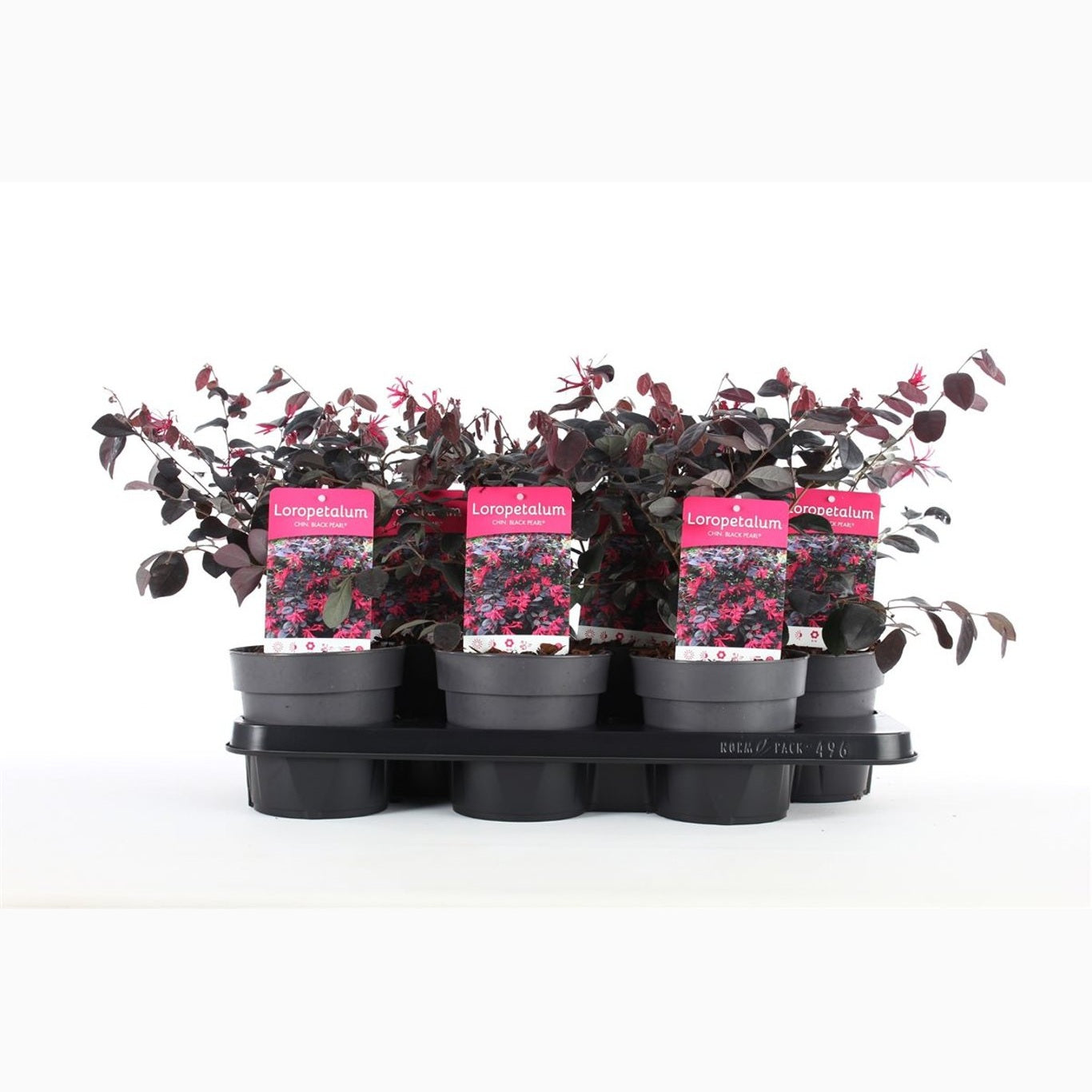 Loropetalum – Loropetalum chinense 'Black Pearl' - C1,5
