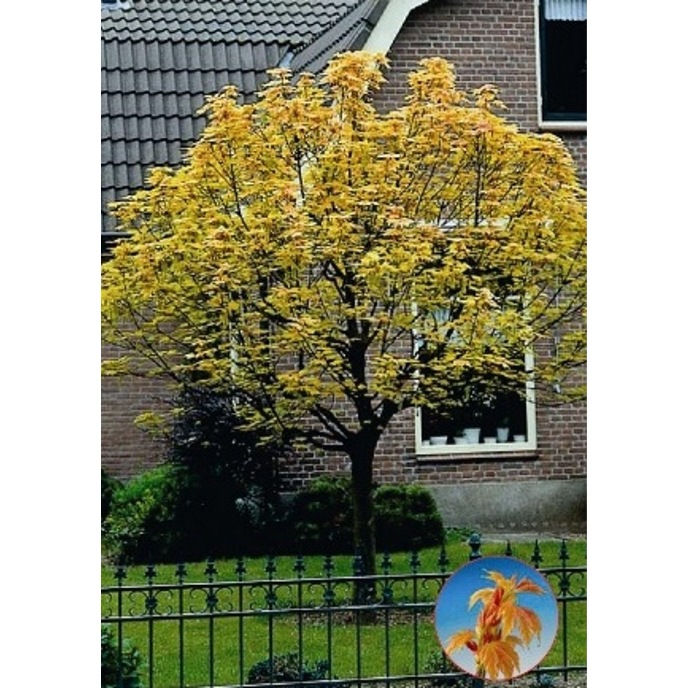 Lönn – Acer pseud. 'Brilliantissimum' - C15 6/8 210 CM Stem