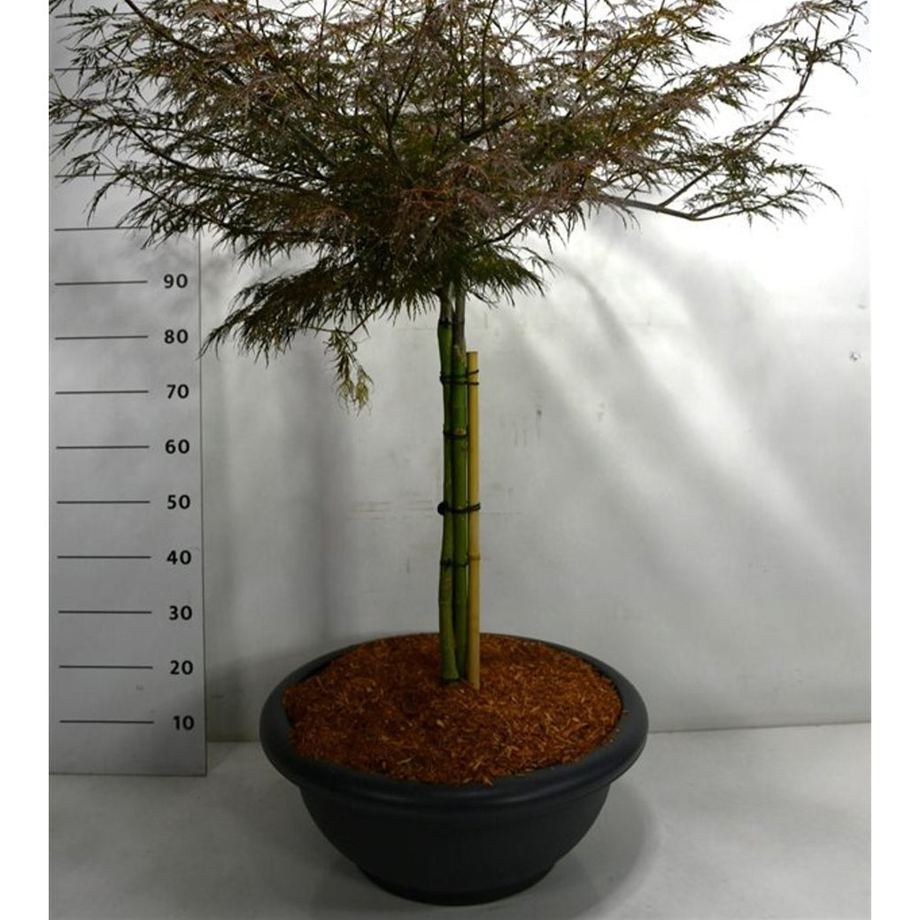 Japansk lönn – Acer palmatum 'Firecracker' - C60 70 cm. Stam