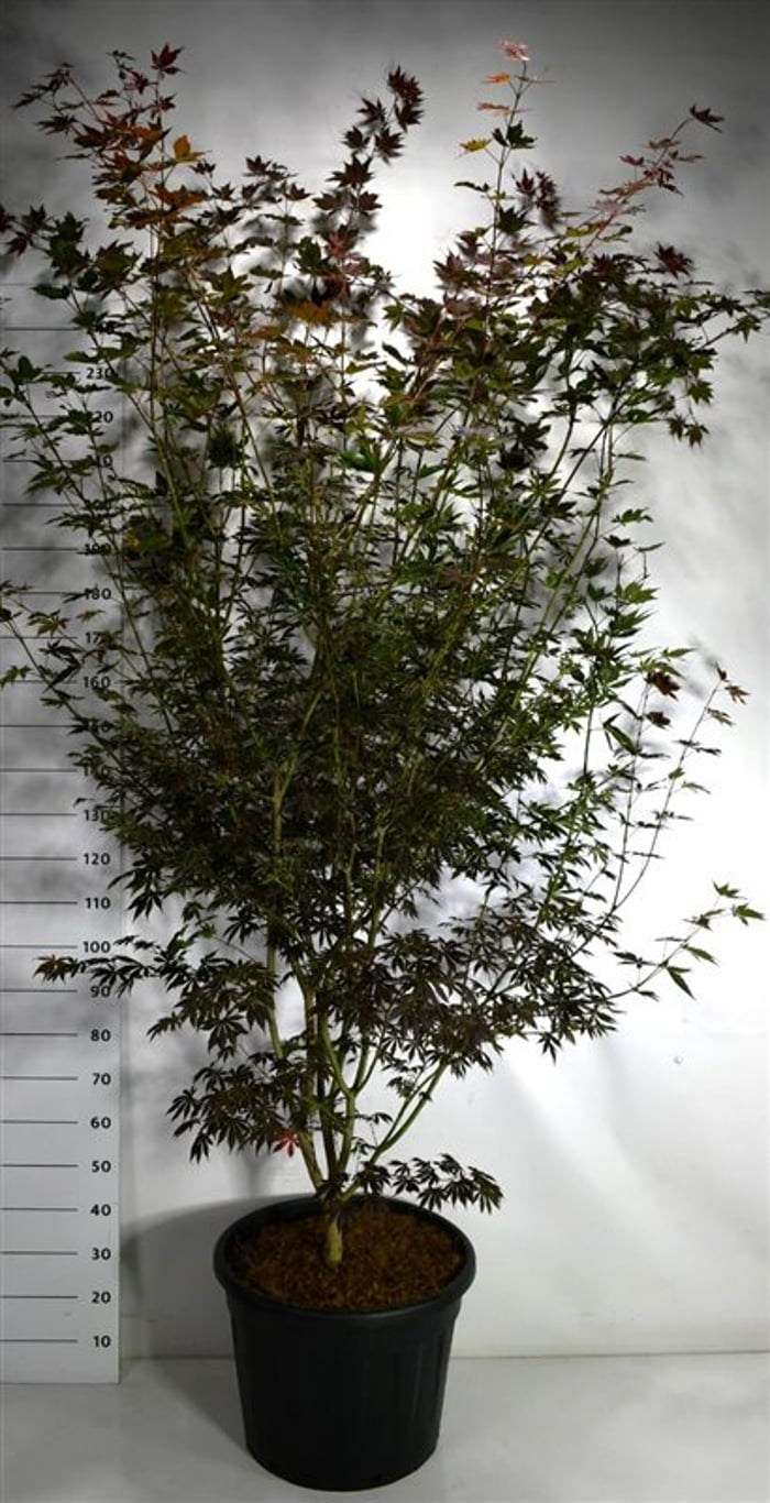 Japansk lönn – Acer palmatum &