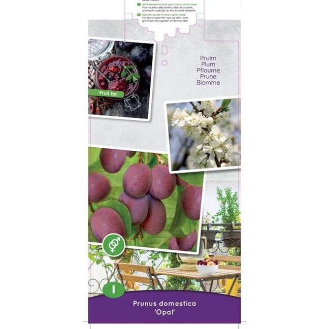 Plommon – Prunus domestica &