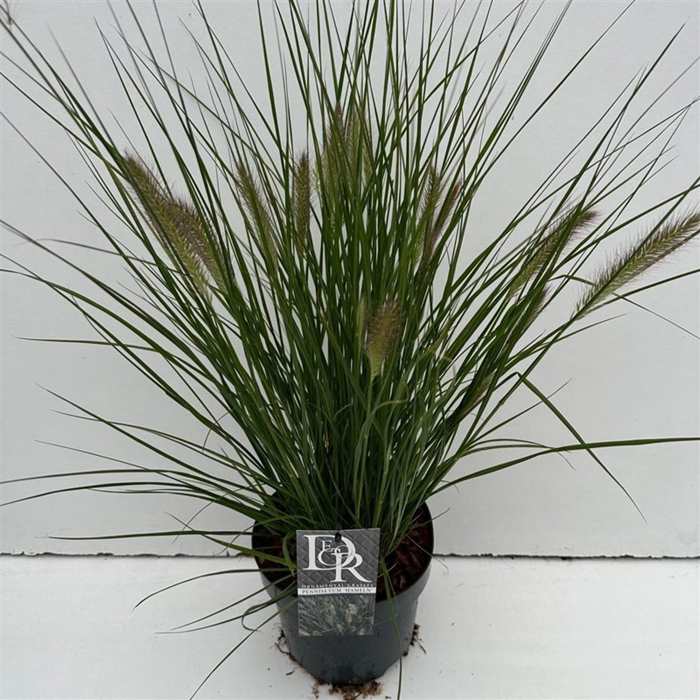 Lampborstgräs – Pennisetum alopecuroides 'Hameln' - C3