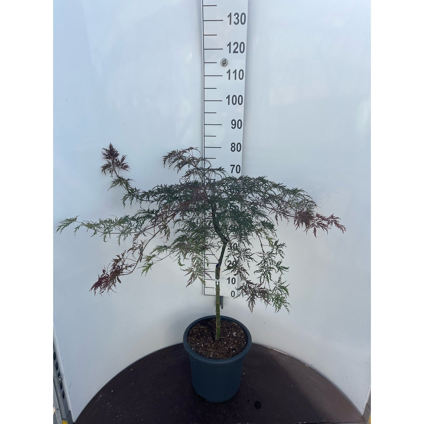 Japansk lönn – Acer pal. 'Sjôhjôh-shidare' - 50 CM Stem C15