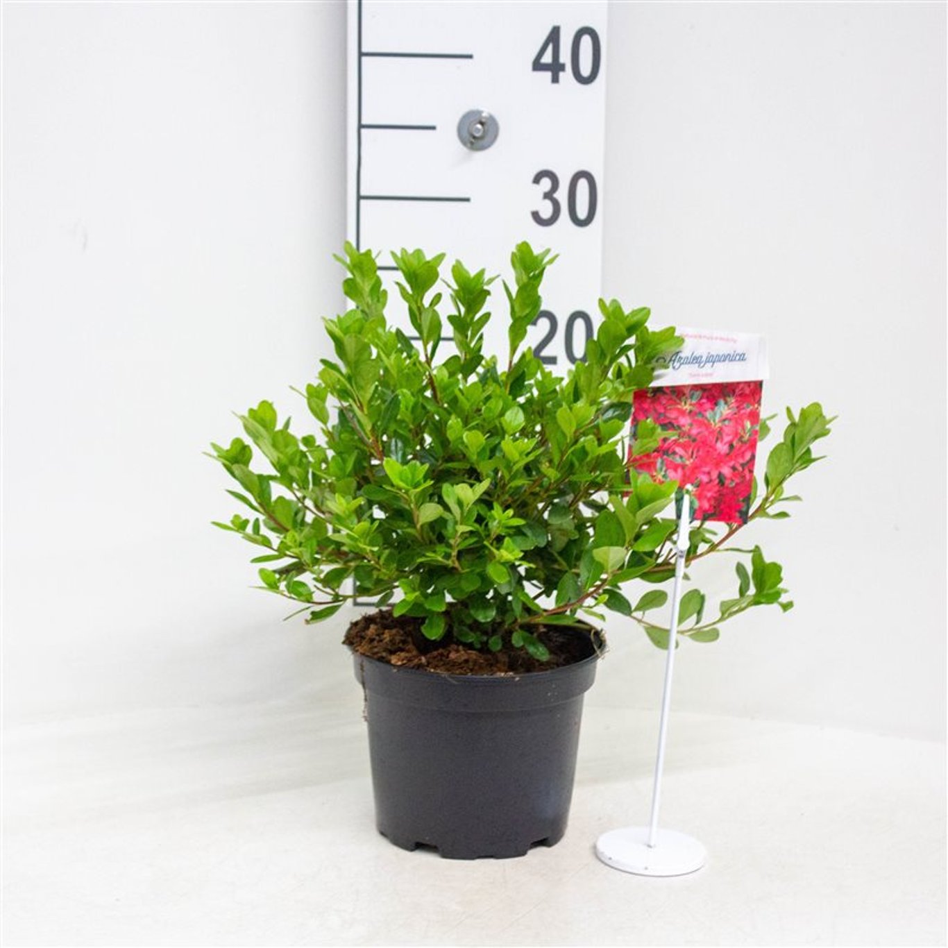 Rhododendron – Rhododendron (AJ); 'Toreador' - C2 20-25 CM