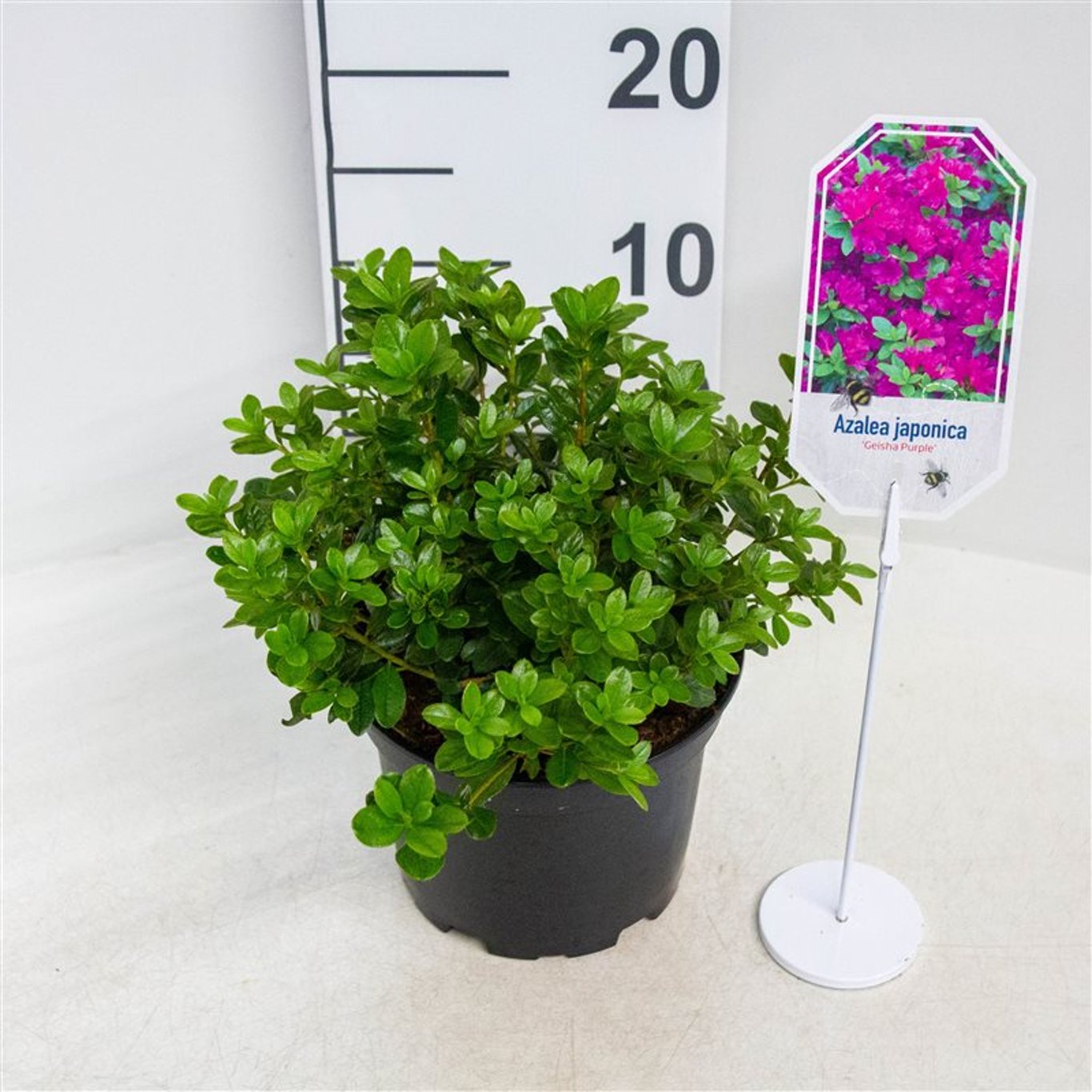 Rhododendron – Rhododendron (AJ); Geisha Purple - C2 20-25 CM