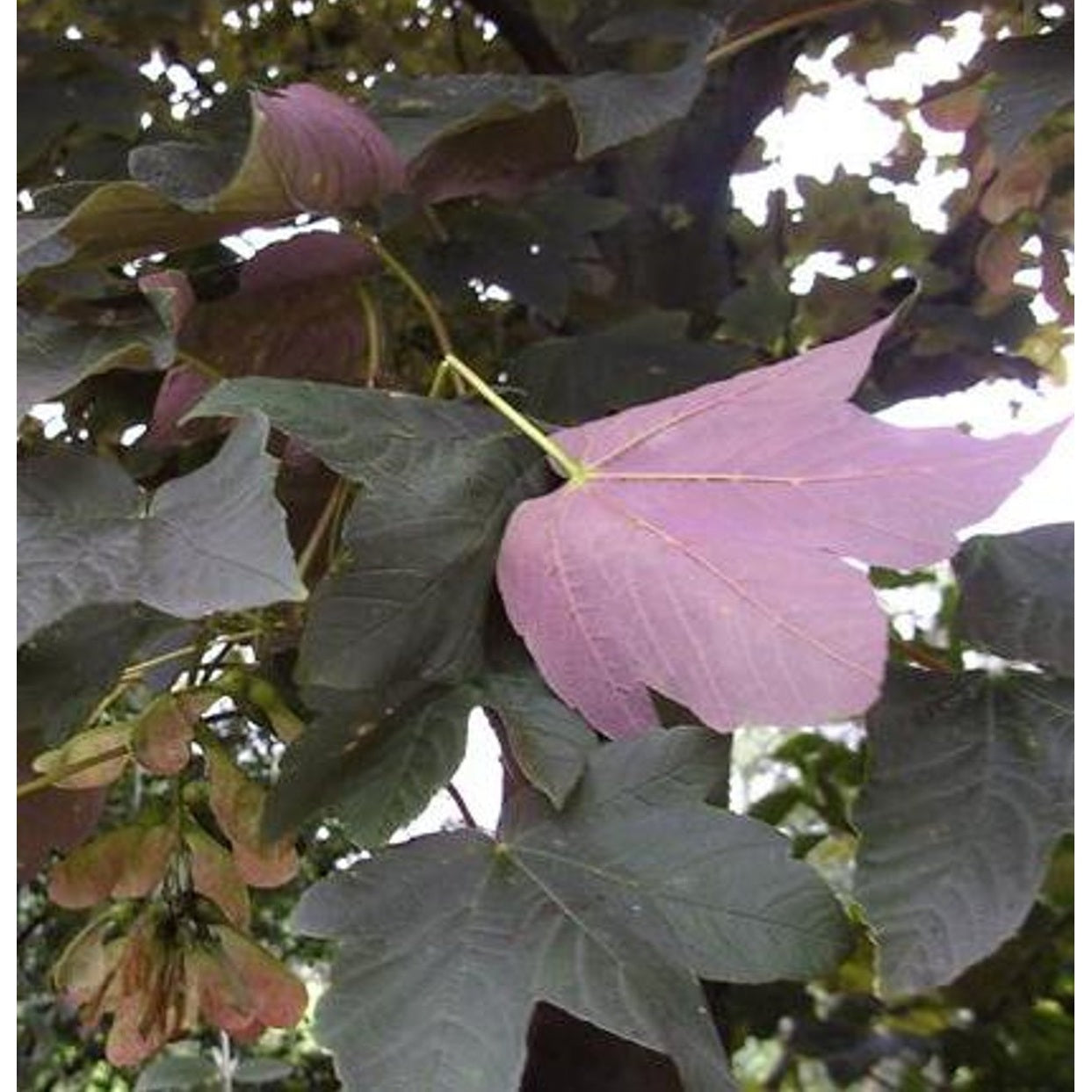 Rödbladig lönn – Acer pseud. 'Atropurpureum' - 12/14 RB