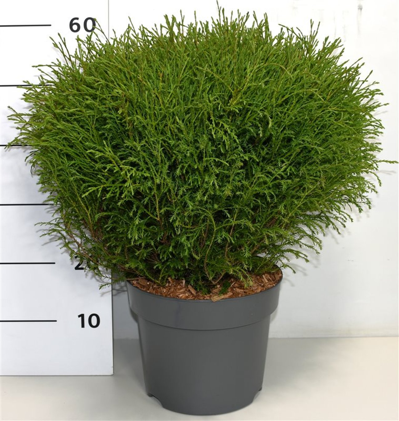 Thuja – Thuja occidentalis 'Mr Bowling Ball' - C7.5 50-60 cm.