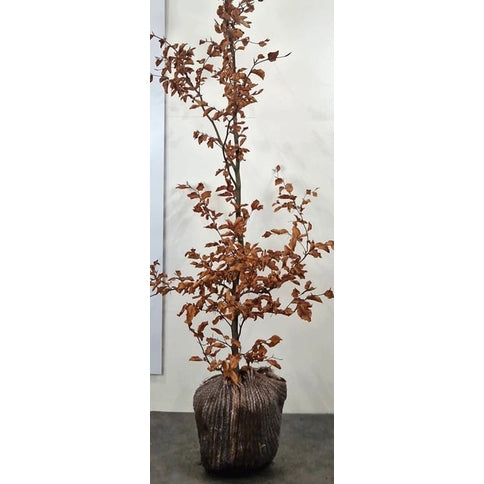 Blodbok – Fagus sylvatica - 175-200 CM RB