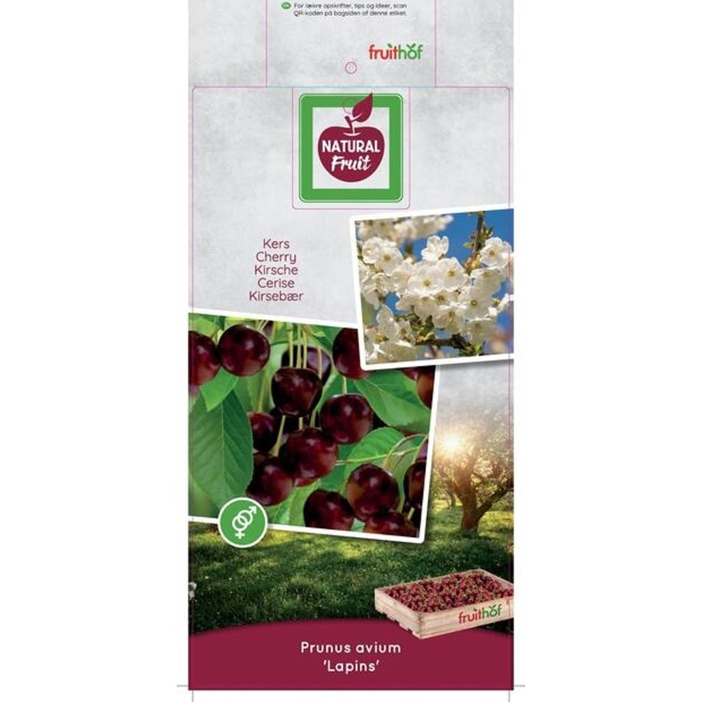 Körsbär – Prunus avium &