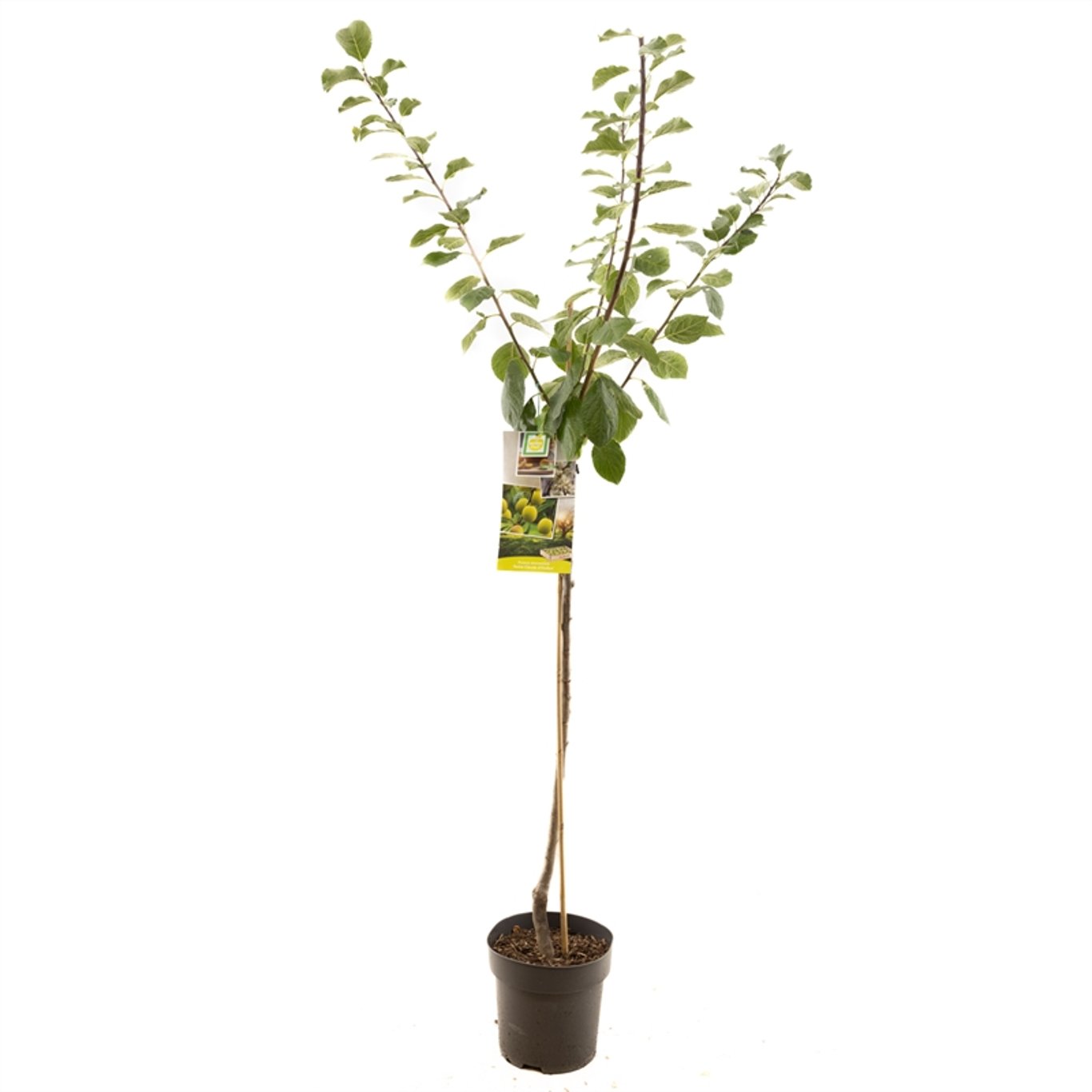 Plommon – Prunus domestica &