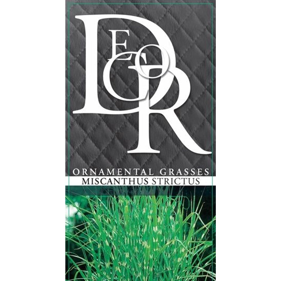 Glansmiskantus – Miscanthus sinensis 'Strictus' - C10