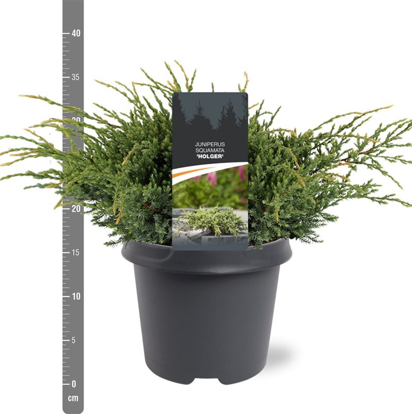 Fjäll-en – Juniperus squamata 'Holger' - C5 30-40 CM