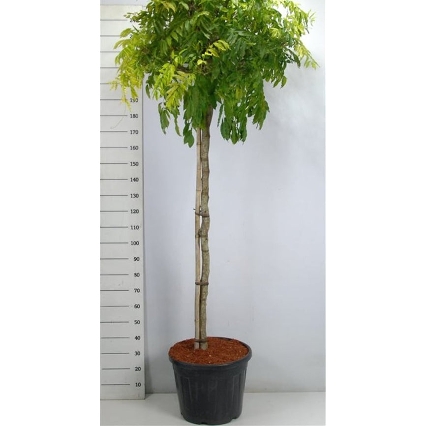 Kinesiskt blåregn – Wisteria formosa 'Issai' - C80 150 cm. Stam