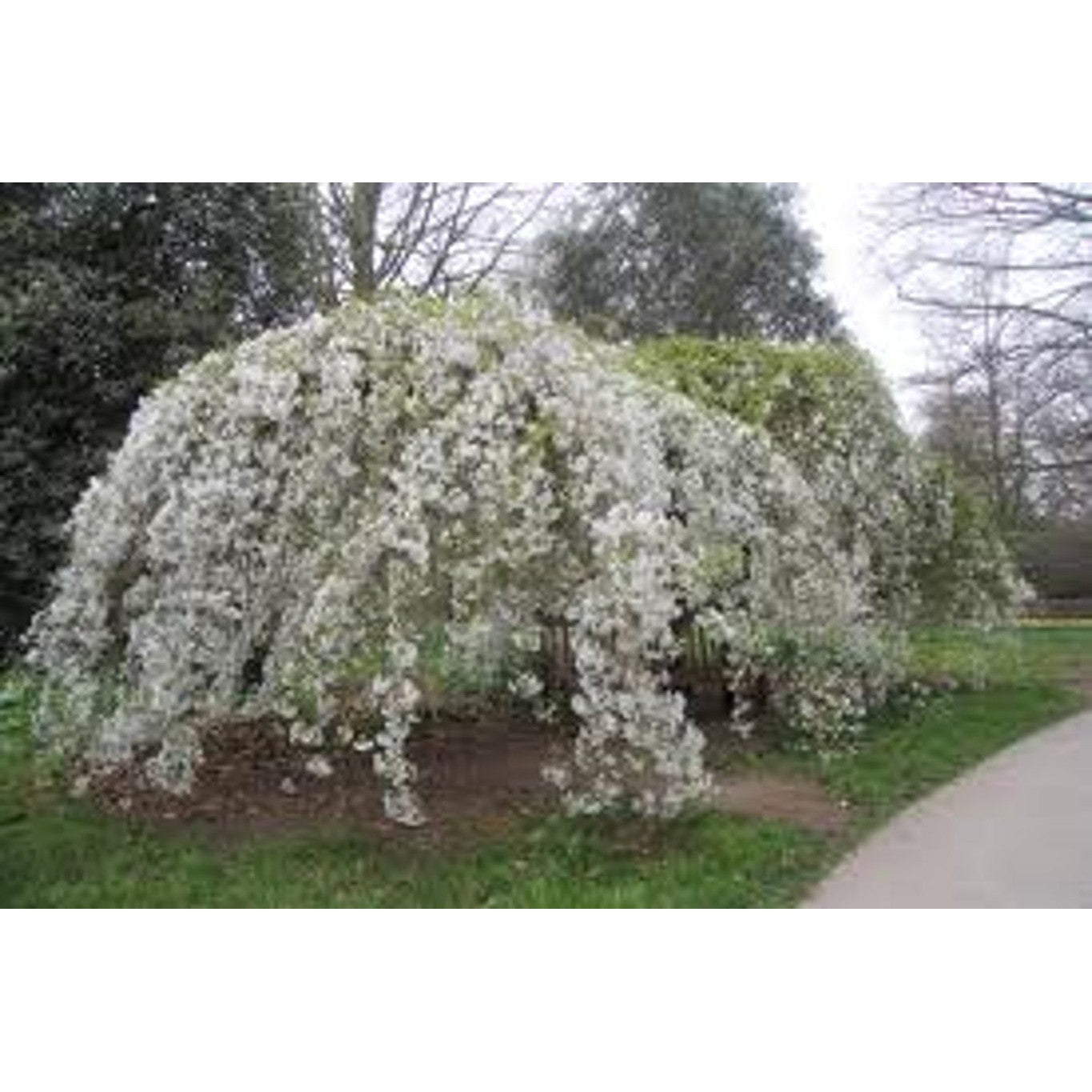 Yoshinokörsbär – Prunus yedoensis 'Ivensii' - 120 CM Stem C10