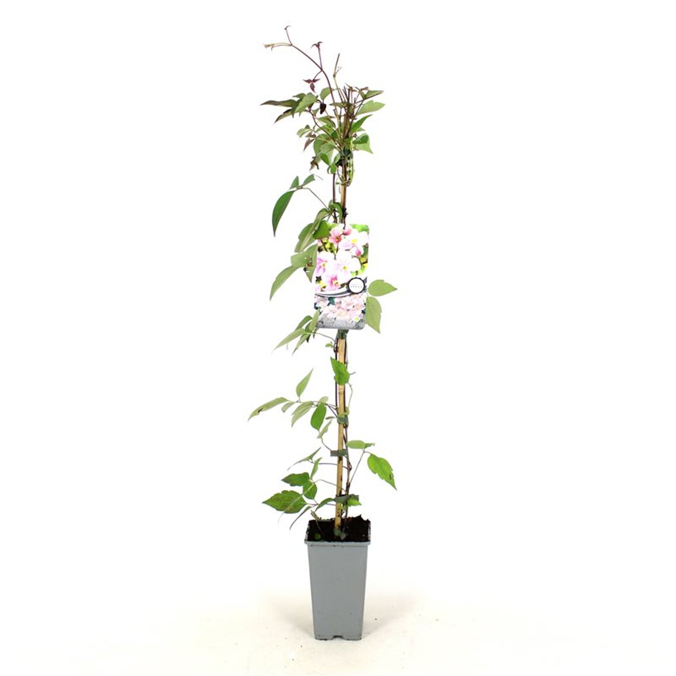 Klematis – Clematis 'Mayleen' - C2 80-100 CM Stick