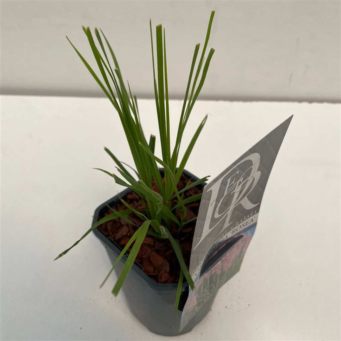 Pampasgräs – Cortaderia selloana 'Rosea' - C1