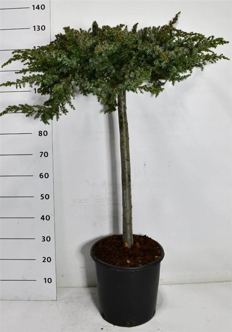 Strand-en – Juniperus conferta &