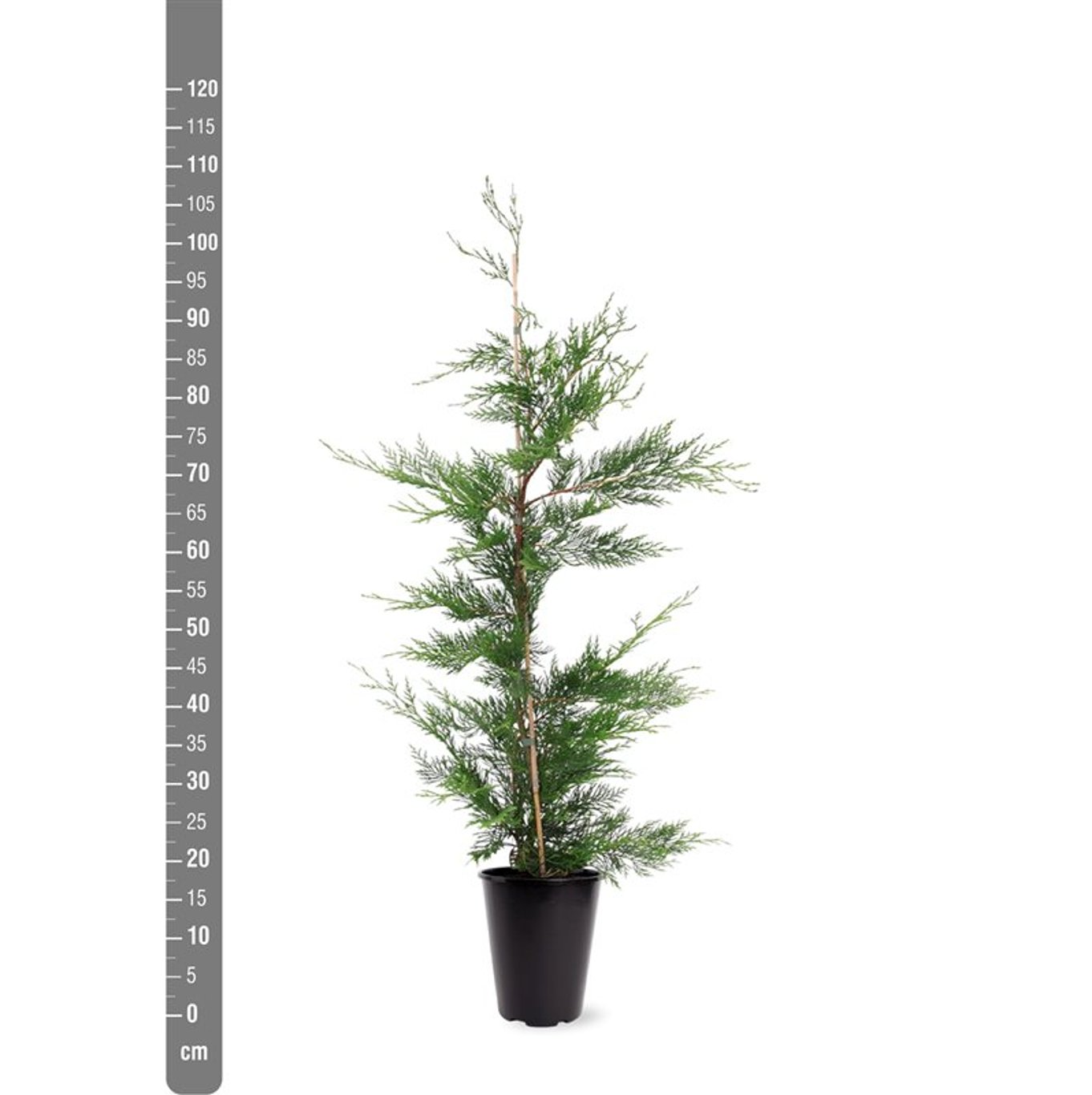 Leylandcypress – Cupressocyparis leylandii - C5 80-100 CM