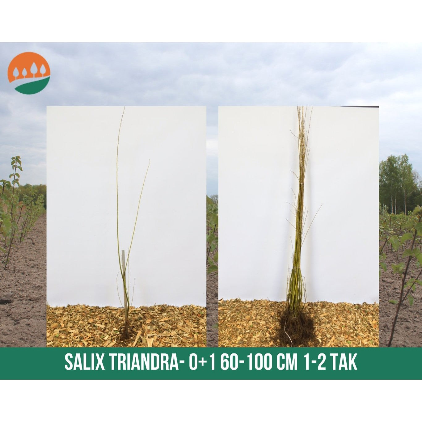 Korgvide – Salix triandra - 60-100 CM bare root 0/1 1-2 branche