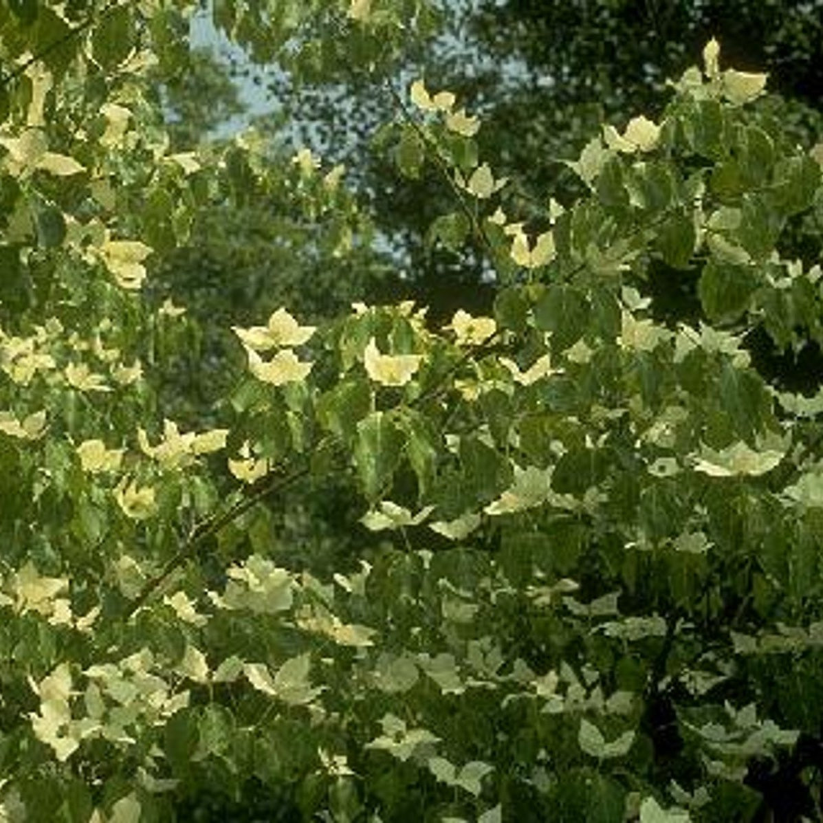 Japansk blomsterkornell – Cornus kousa 'China Girl' - C35 10/12 200 CM Stem