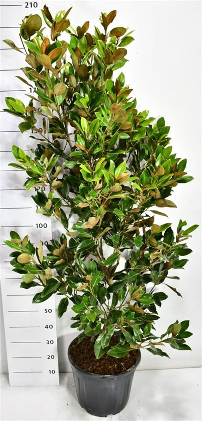 Städsegrön magnolia – Magnolia grandiflora &