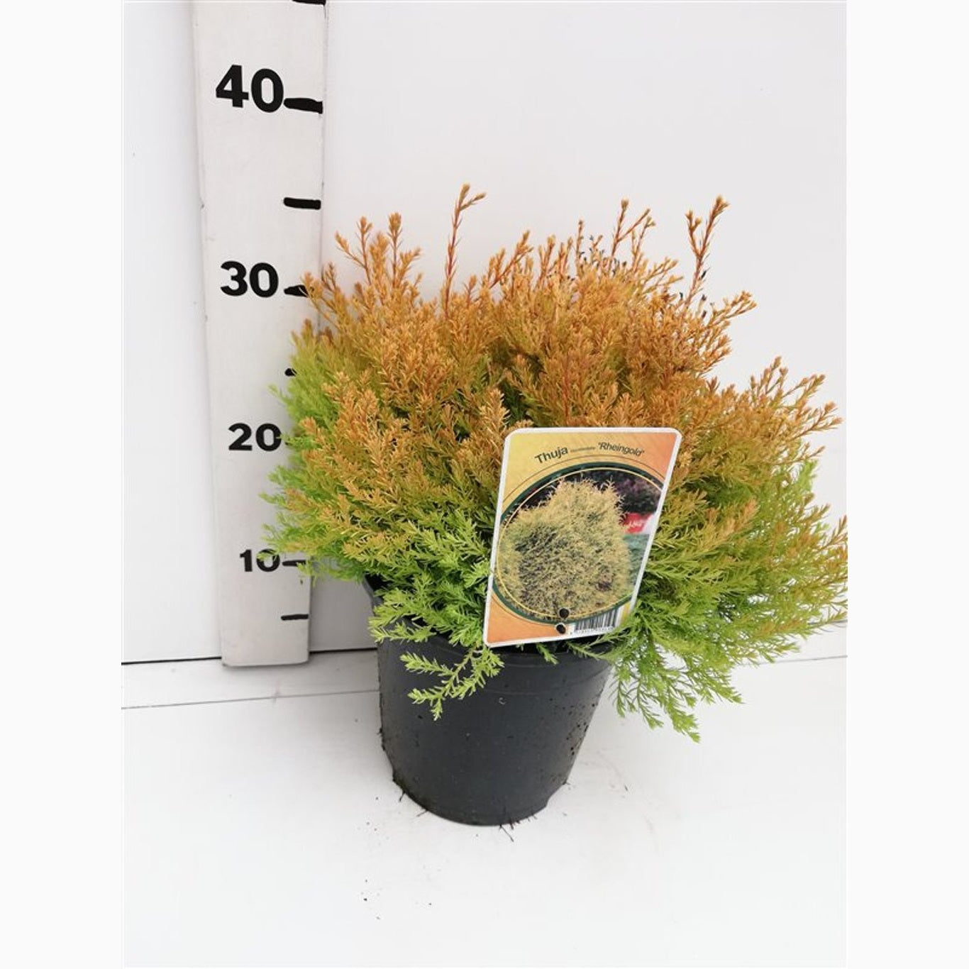 Thuja – Thuja occidentalis 'Rheingold' - C3 25-30 CM
