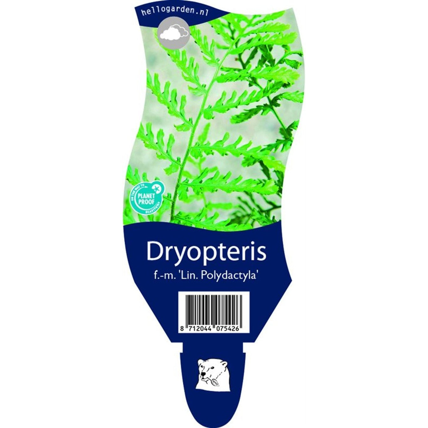 Träjon – Dryopteris filix-mas 'Lin. Polydactyla' - P11