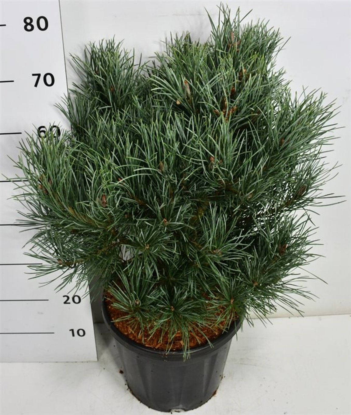 Tall – Pinus sylvestris 'Watereri' - C13 50-60 cm.