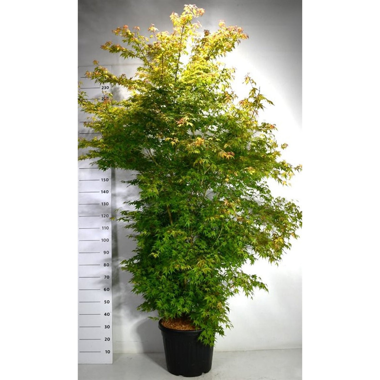 Japansk lönn – Acer palmatum &