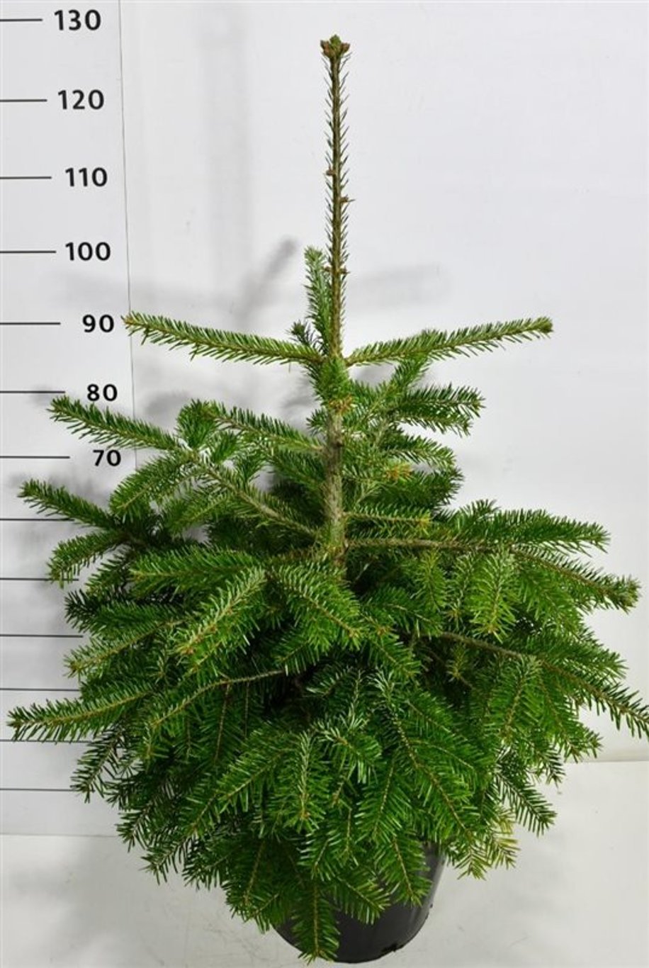 Nordmannsgran – Abies nordmanniana - C25 60-80 cm.