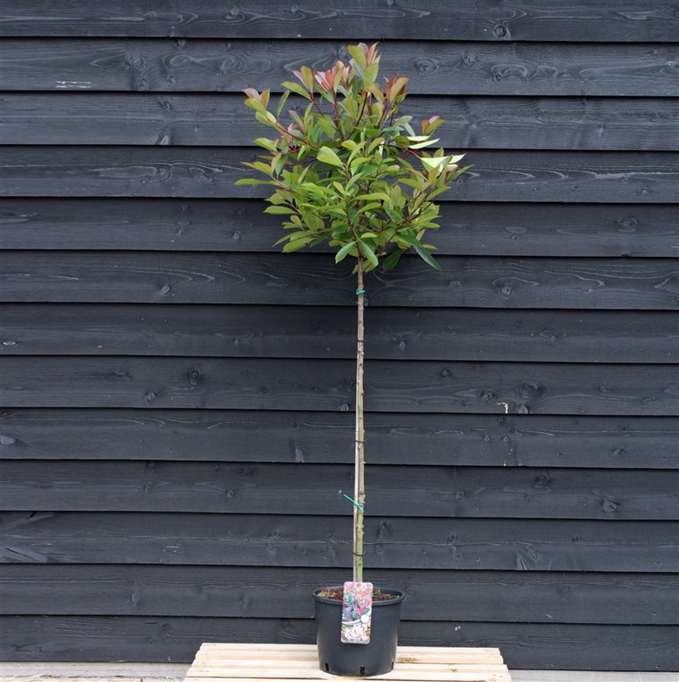 Fotinia – Photinia fraseri 'Red Robin' - 120 CM Stem C12
