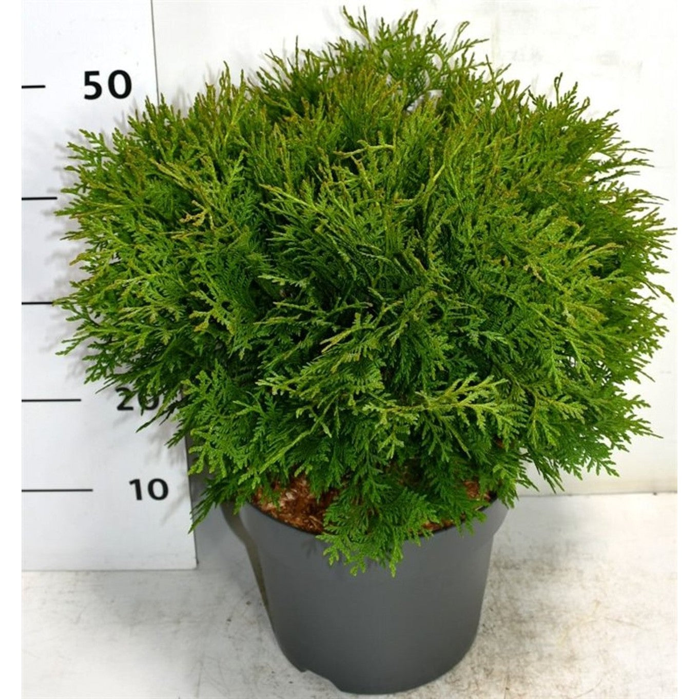 Thuja – Thuja occidentalis 'Woodwardii' - C7.5 40-50 cm.