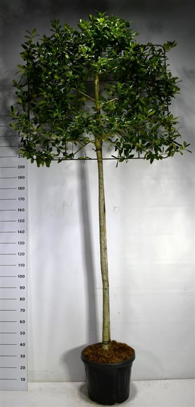 Järnek – Ilex 'Nellie R. Stevens' - C45 180 cm. Stam Leivorm