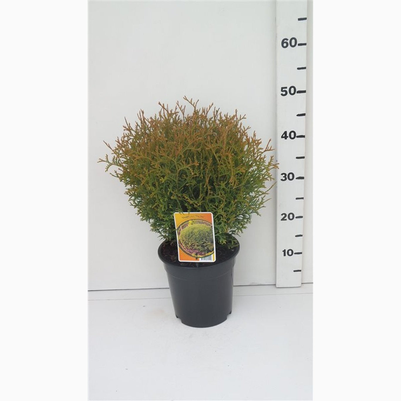 Thuja – Thuja occidentalis 'Tiny Tim' - C3 25-30 CM