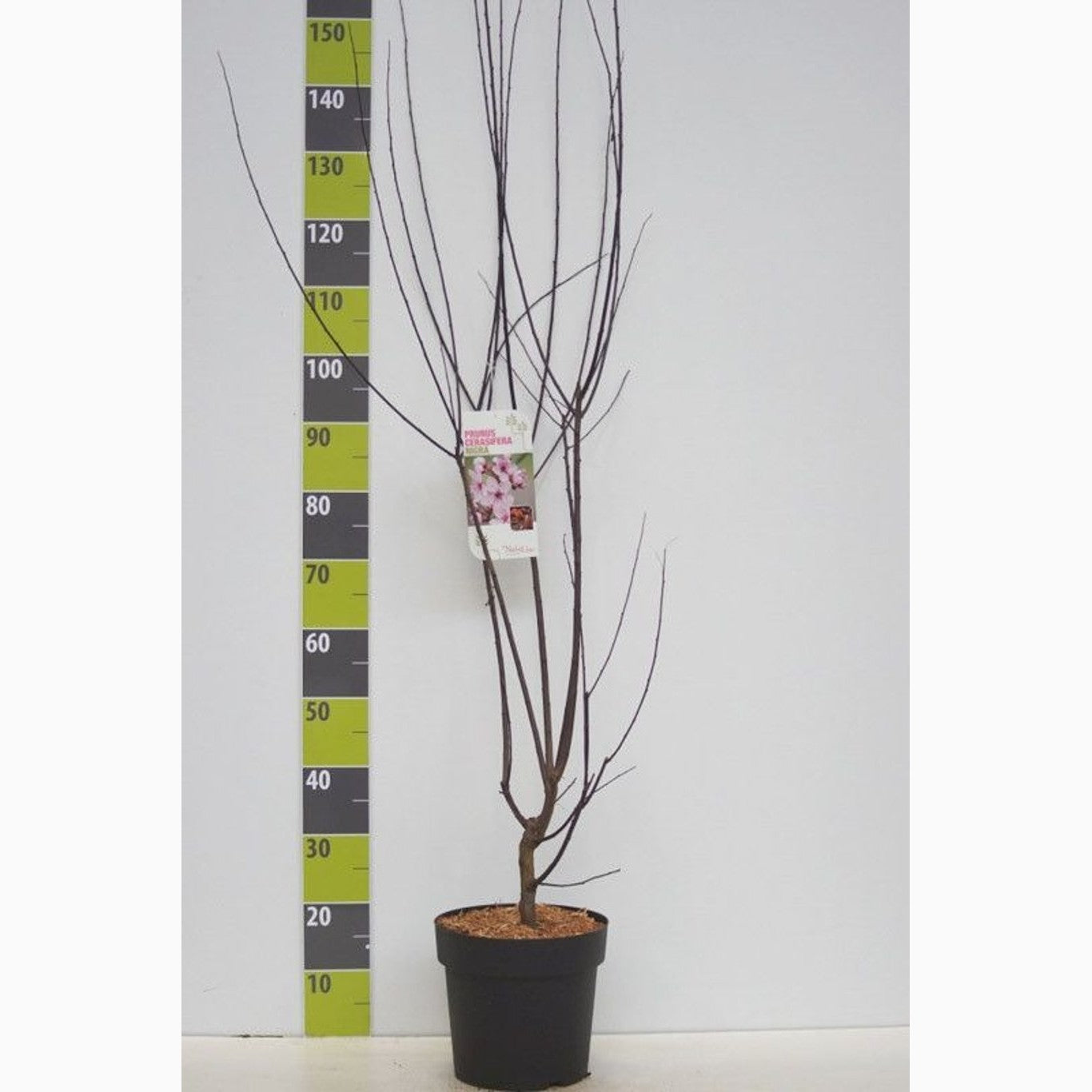 Körsbärsplommon – Prunus cerasifera 'Nigra' - C7 80-100 CM