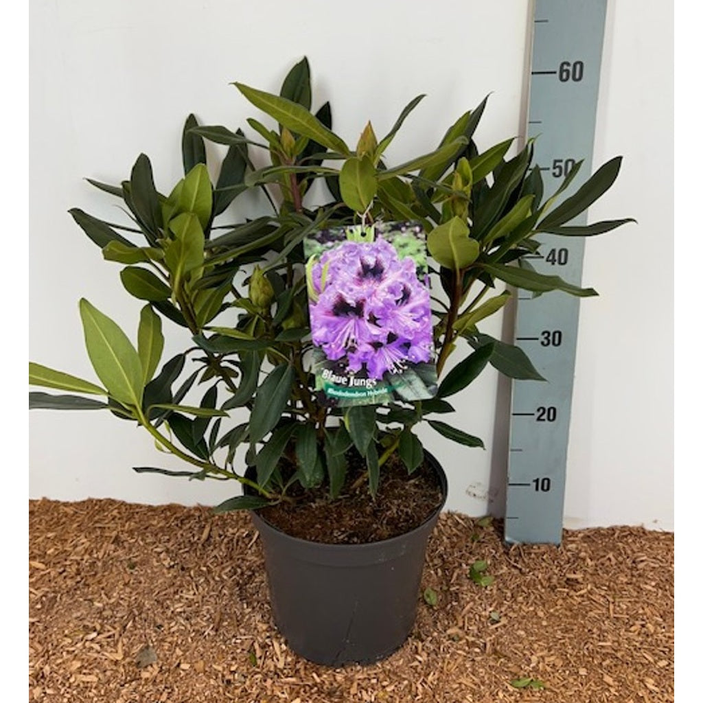 Rhododendron – Rhododendron 'Blue Jungs' - C5 30-40 CM