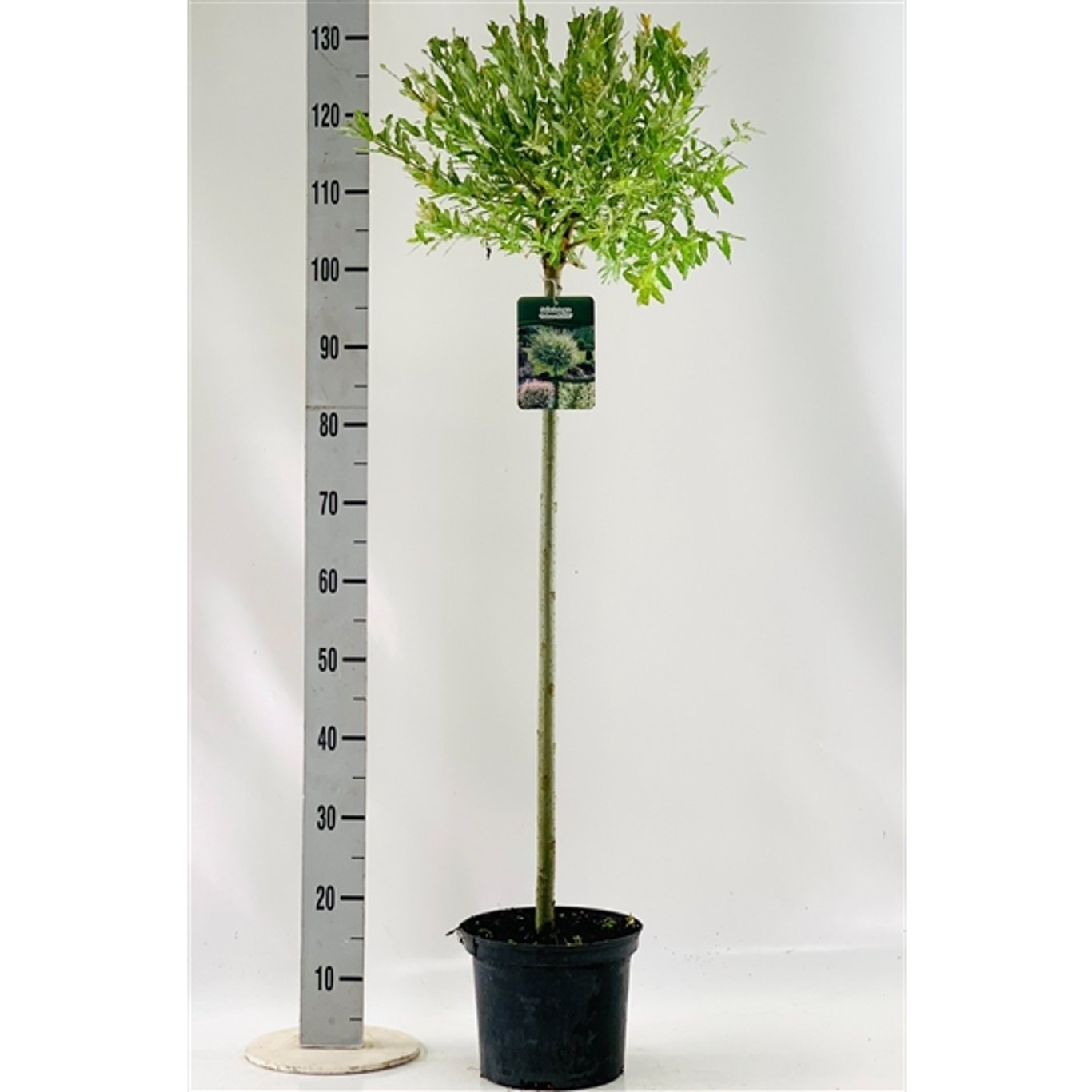 Japansk vide – Salix integra 'Hakuro-nishiki' - 80 CM Stem C5
