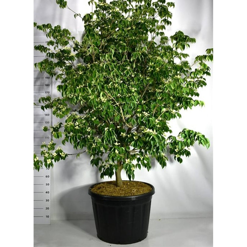 Japansk blomsterkornell – Cornus kousa 'Sternenhimmel' - C180 200-225 cm. Sol
