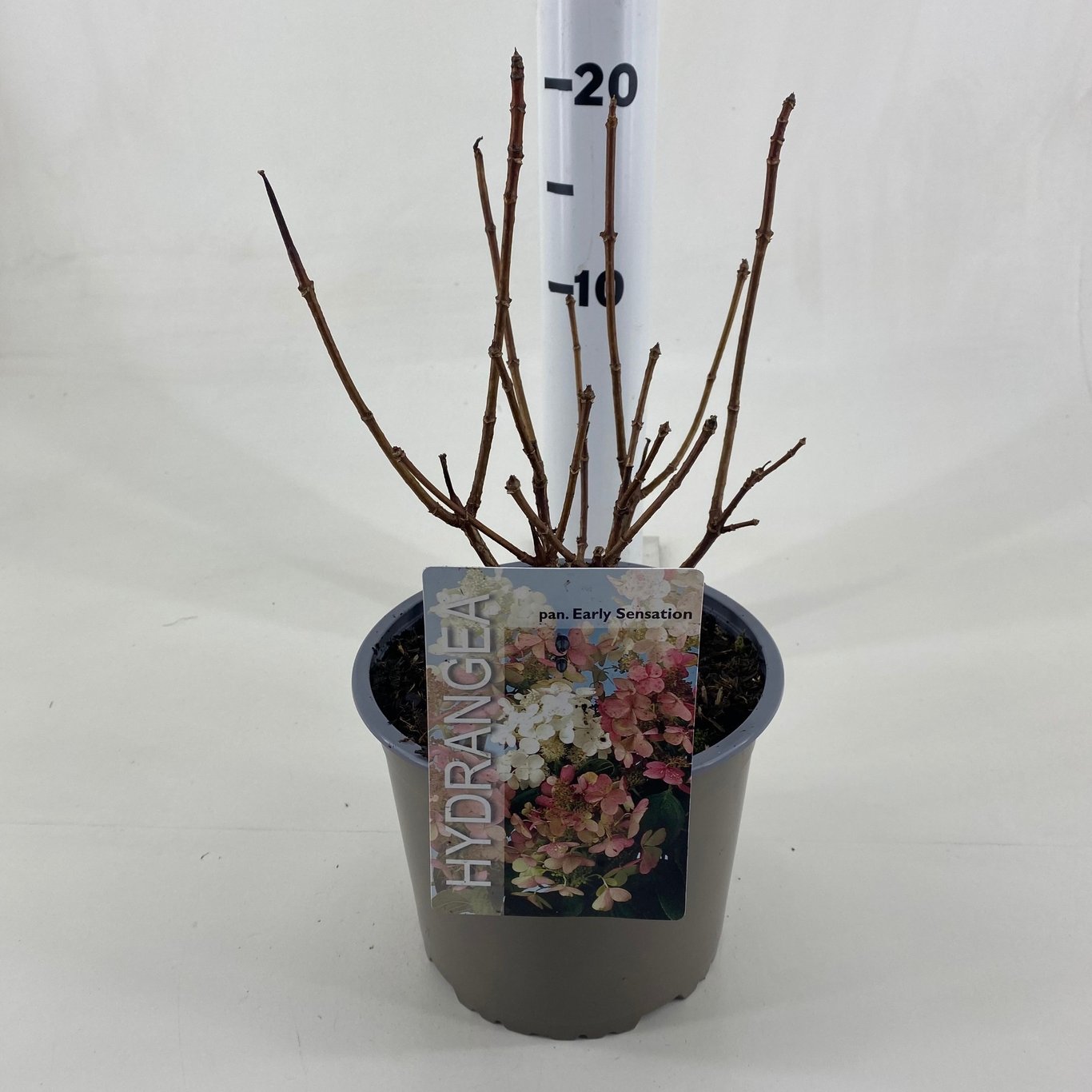 Hortensia – Hydrangea paniculata 'Early Sensation' - C3 20-30 CM