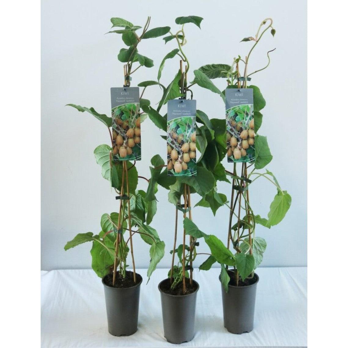 Minikiwi – Actinidia d. 'Hayward' - C2 60-80 CM Stick