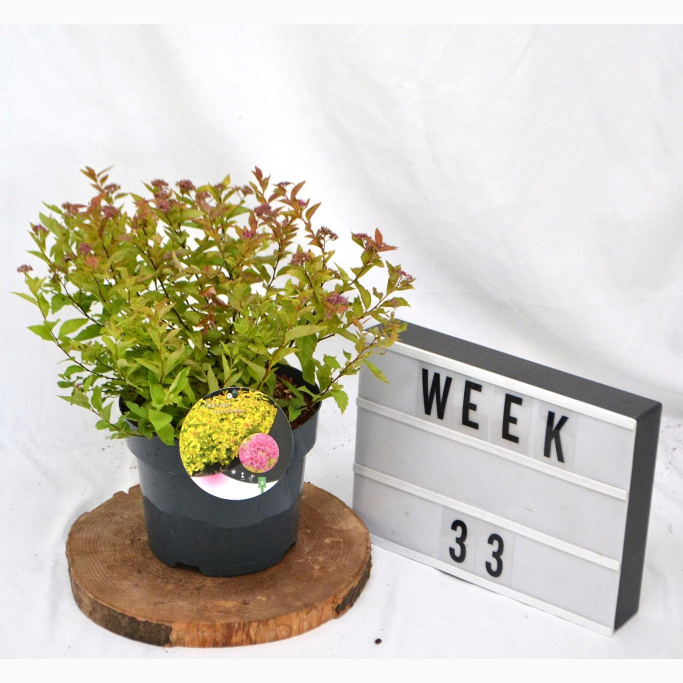 Praktspirea – Spiraea japonica 'Goldflame' - C3 20-40 CM