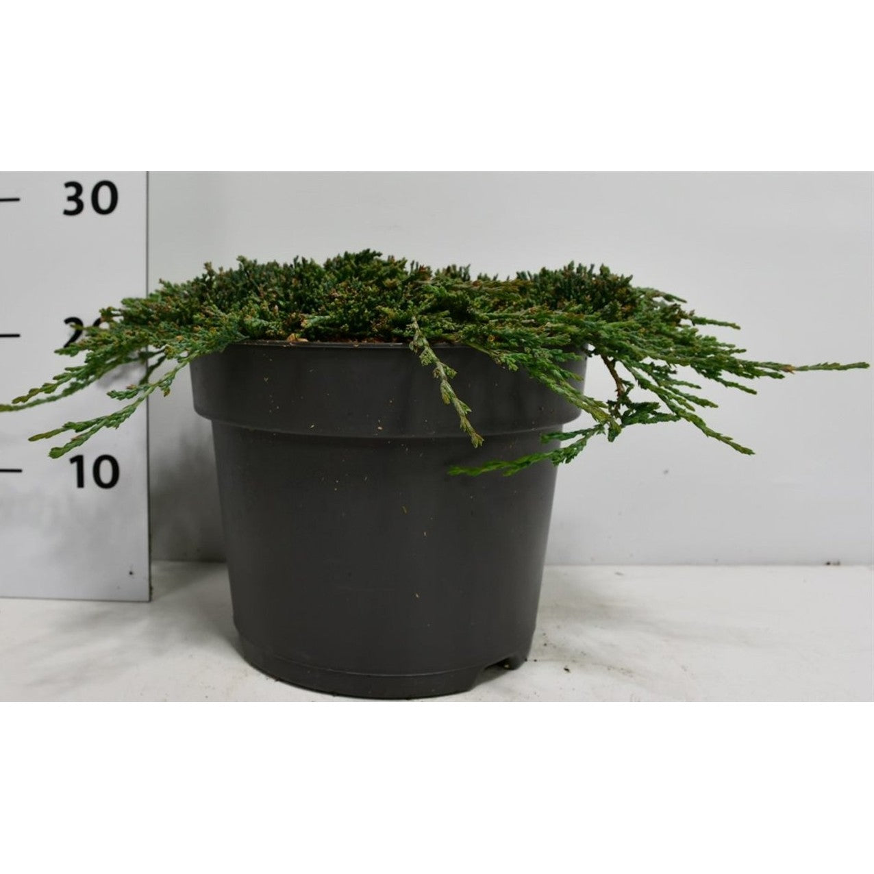 Matta-en – Juniperus horizontalis 'Icee Blue' - C7.5 30-40 cm.