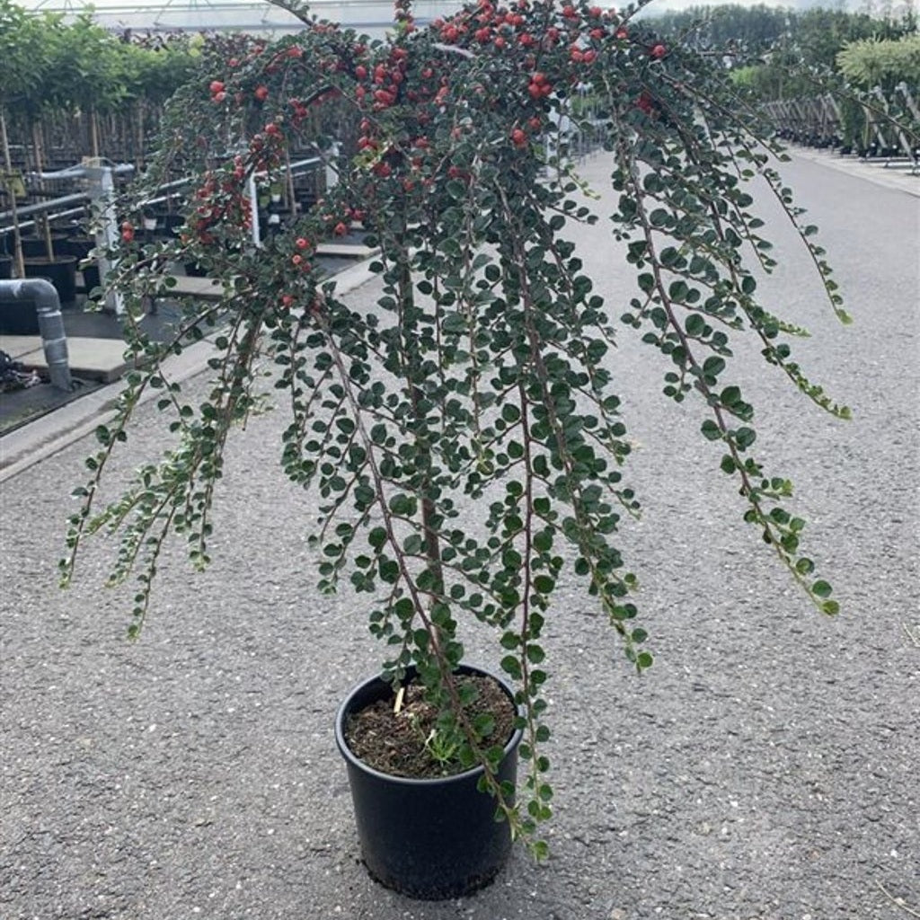 Krypoxbär – Cotoneaster nanshan 'Boer' - 80 CM Stem C10