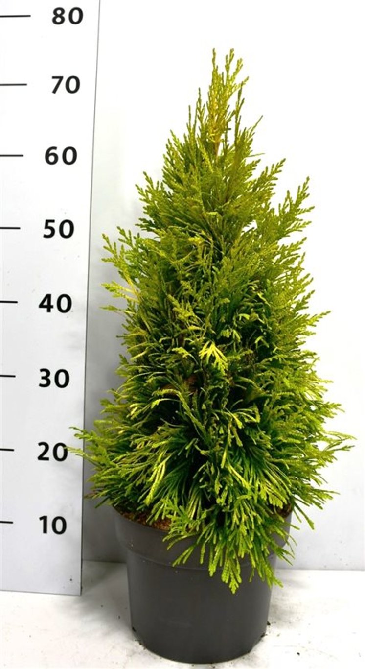 Thuja – Thuja plicata '4 Evergoldy' - C5 40-50 cm.