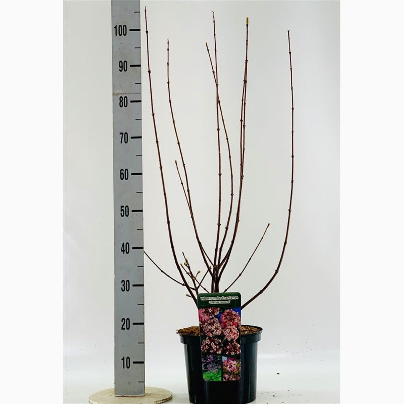 Hybridolvon – Viburnum bodnantense 'Charles Lamont' - C5 60/+ CM