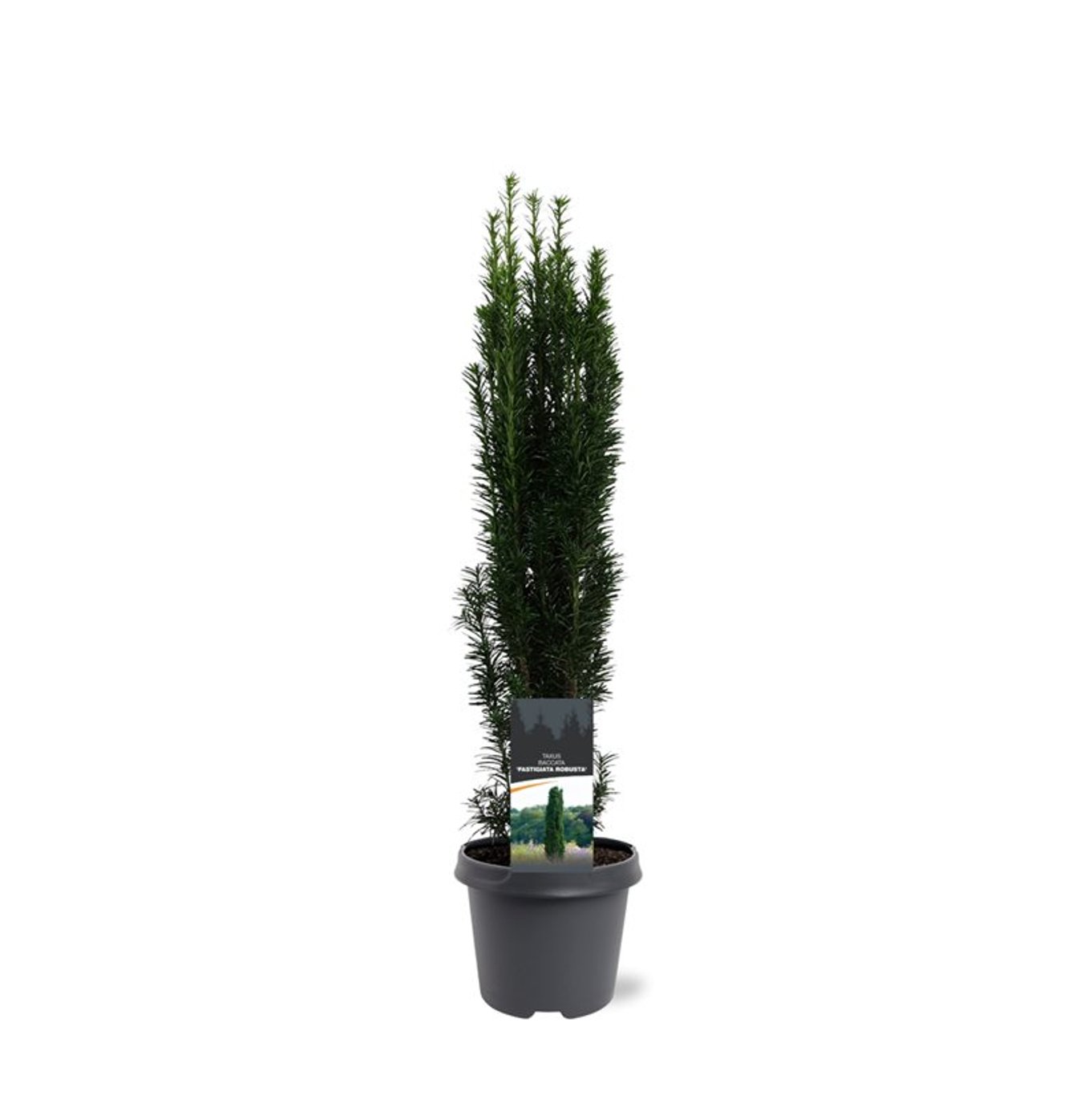 Idegran – Taxus baccata 'Fastigiata Robusta' - C5 50-60 CM