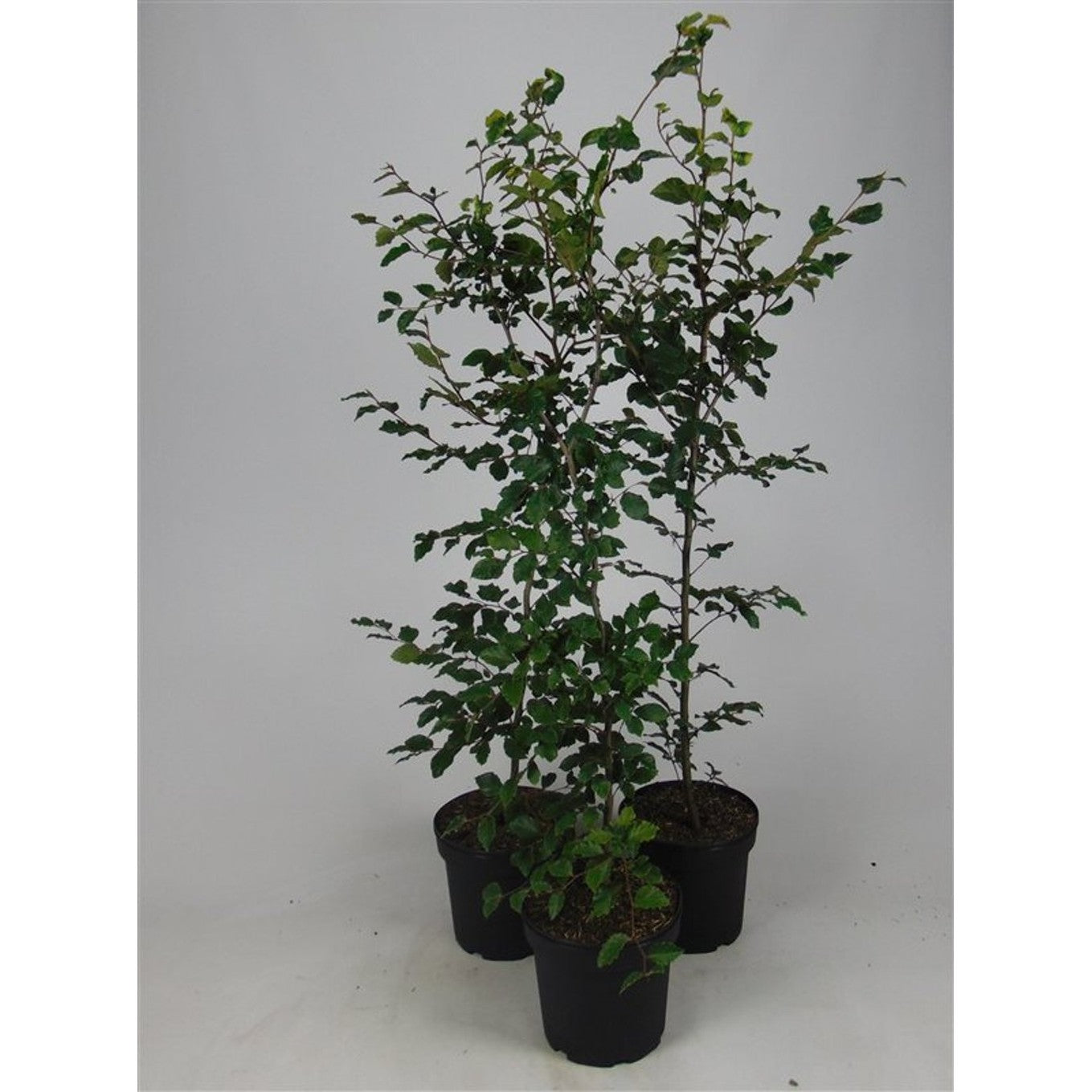 Blodbok – Fagus sylvatica - C7,5 125-150 CM