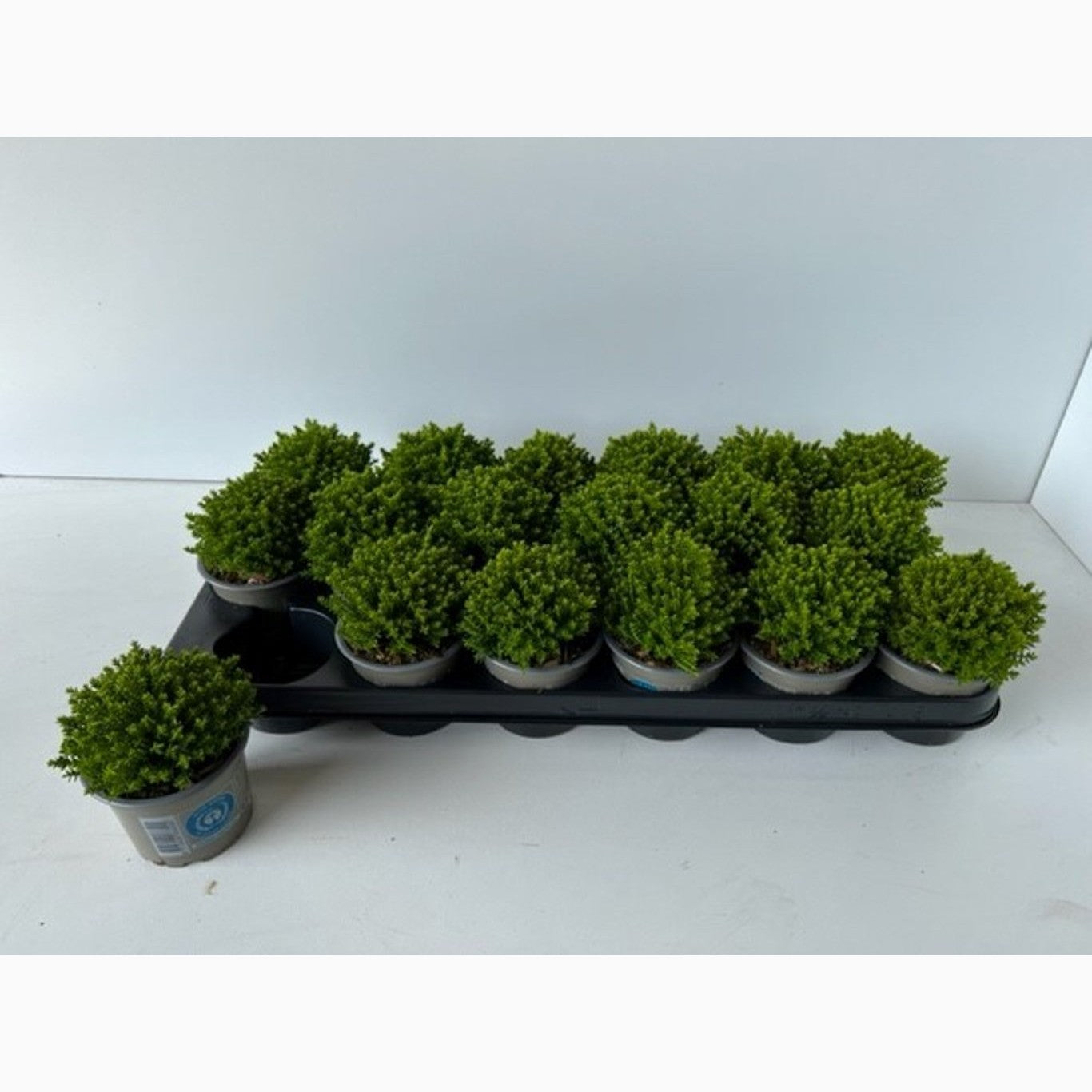 Hebe – Hebe 'Emerald Gem' - P9