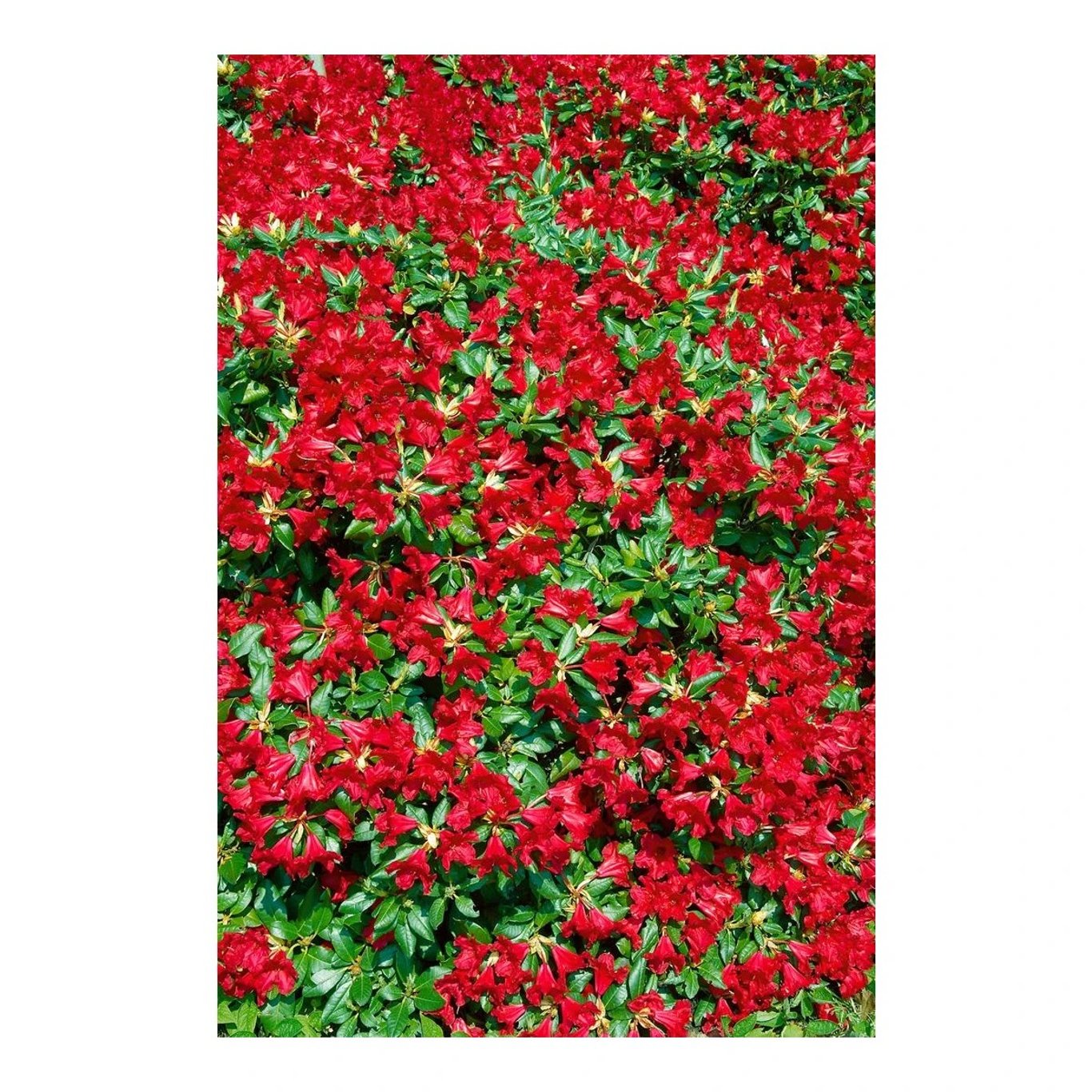 Rhododendron – Rhododendron (F); 'Baden-Baden' - C2 15-20 CM